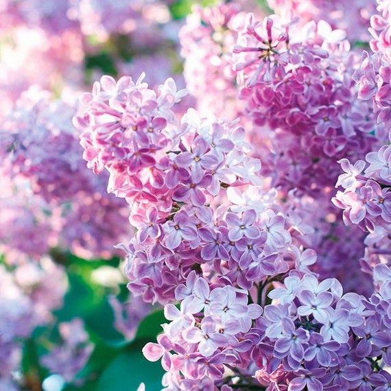 Spring Lilac