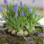 60-Hyacinths-Décor-Ideas-For-Spring-Mood-And-Elegance-_16