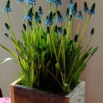 60-Hyacinths-Décor-Ideas-For-Spring-Mood-And-Elegance-_20