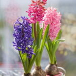 60-Hyacinths-Décor-Ideas-For-Spring-Mood-And-Elegance-_24