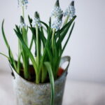 60-Hyacinths-Décor-Ideas-For-Spring-Mood-And-Elegance-_29