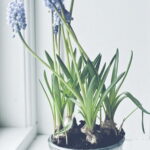60-Hyacinths-Décor-Ideas-For-Spring-Mood-And-Elegance-_37