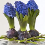 60-Hyacinths-Décor-Ideas-For-Spring-Mood-And-Elegance-_39