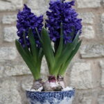 60-Hyacinths-Décor-Ideas-For-Spring-Mood-And-Elegance-_49