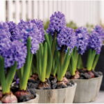60-Hyacinths-Décor-Ideas-For-Spring-Mood-And-Elegance-_57