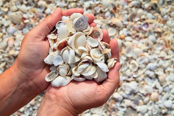 Sanibel Island, Florida – The Sea Shell Capital!