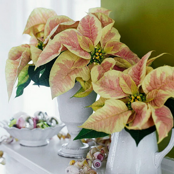Decorate Christmas with 45 ideas poinsettias the holidays’ most loved plant_14