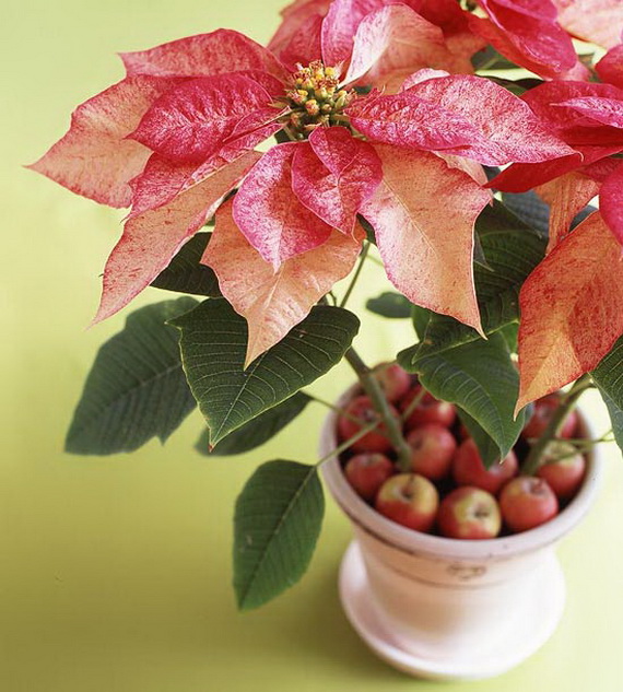 Decorate Christmas with 45 ideas poinsettias the holidays’ most loved plant_16