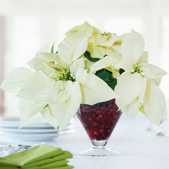 Decorate Christmas with 45 ideas poinsettias the holidays’ most loved plant_19