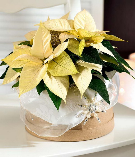 Decorate Christmas with 45 ideas poinsettias the holidays’ most loved plant_27