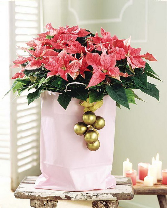 Decorate Christmas with 45 ideas poinsettias the holidays’ most loved plant_34