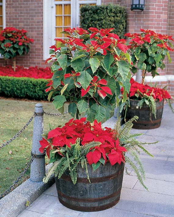 Decorate Christmas with 45 ideas poinsettias the holidays’ most loved plant_35