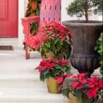 Decorate Christmas with poinsettias (3)