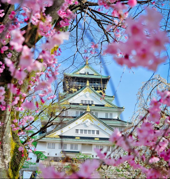 The Harmony and Beauty outside the Osaka Castle Japan (15)