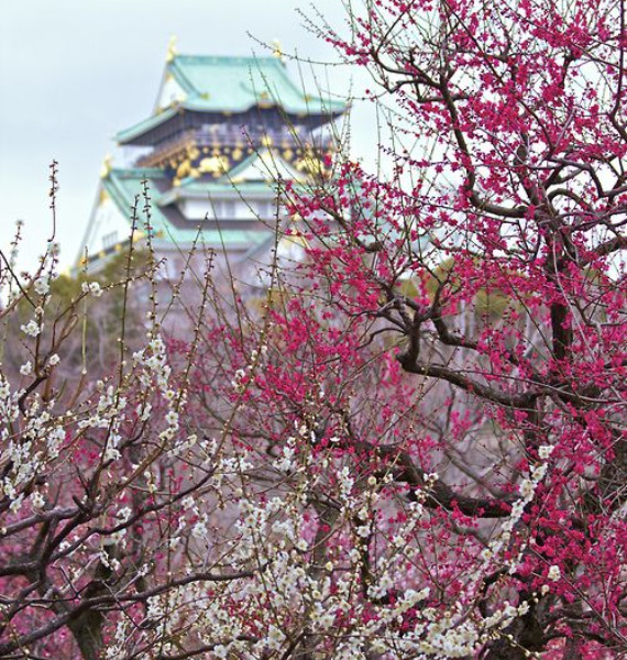 The Harmony and Beauty outside the Osaka Castle Japan (26)