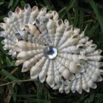 40 Nautical Maritime Shell Décor and Craft Activity For Beach Collectors_37-min