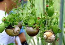 40 DIY Seashell Crafts & Coastal Decors For Beach Collectors