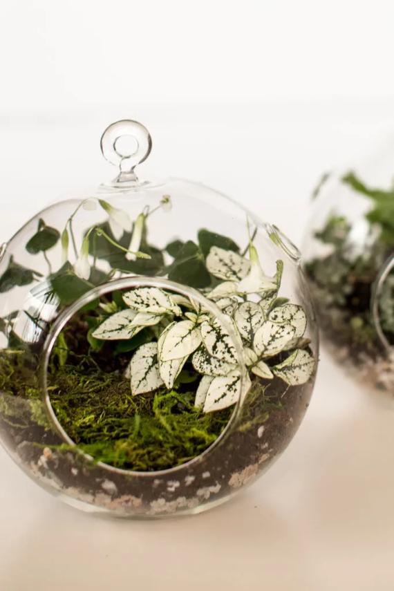 Glass terrarium with white-variegated leaves and green moss inside, creating a fresh and serene aesthetic. Another similar terrarium is blurred in the background.