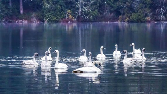 _Swan Lake in the heart of Siberia