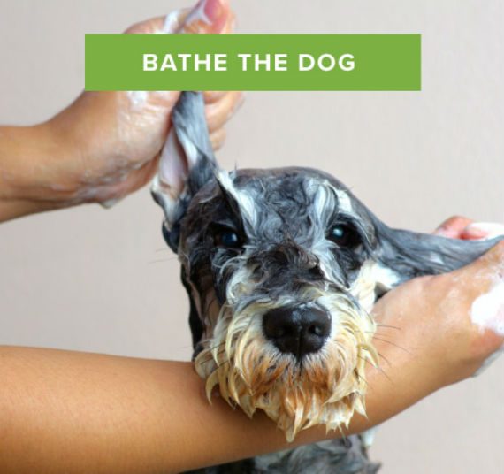 Acts of Service bathe-the-dog