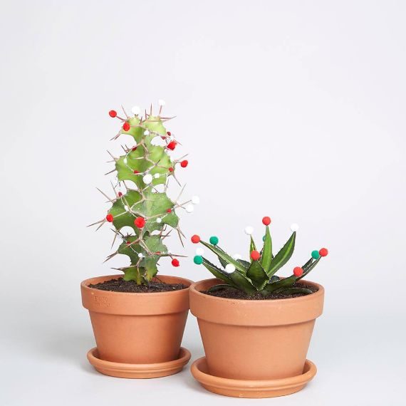 A Christmas Cactus? The Cool New X-Mas Tree Alternative