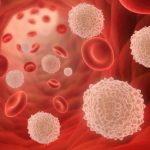 White blood cells in the human body (1)
