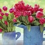 Decorate the home with tulips2