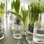 spring-decorating-ideas-home-bulbs-white-tulips-hyacinth-glass-vases-bottles