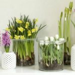 spring-decorating-ideas-home-flowering-bulbs-daffodils-tulips-hyacinths