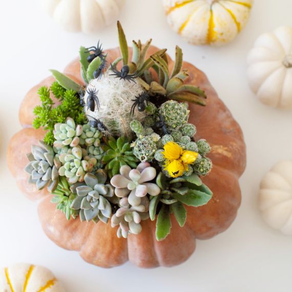 A pumpkin topped with diverse succulents and small decorative spiders, creating a Halloween-themed centerpiece. Surrounding are mini white pumpkins.